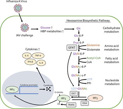 The Role of O-GlcNAcylation in Immune Cell Activation